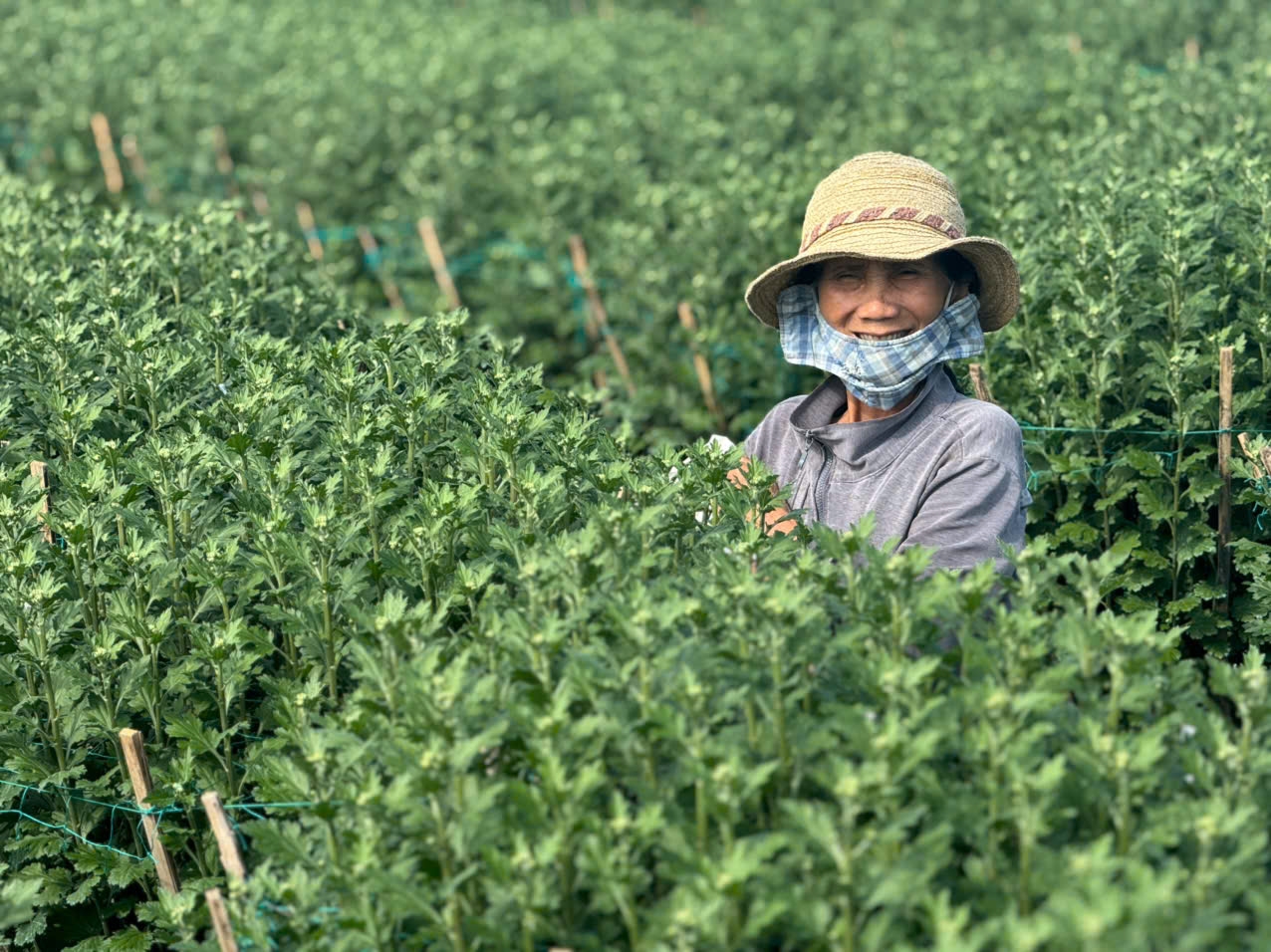 Người dân làng hoa Nghĩa Hiệp phấn khởi vì giá bán cao hơn năm trước. (Ảnh: H.P)