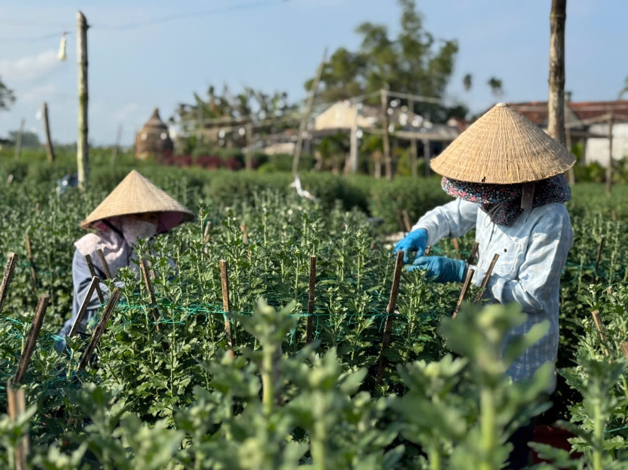 Người dân làng hoa Nghĩa Hiệp đang tất bật chăm hoa cúc Tết. (Ảnh: H.P)