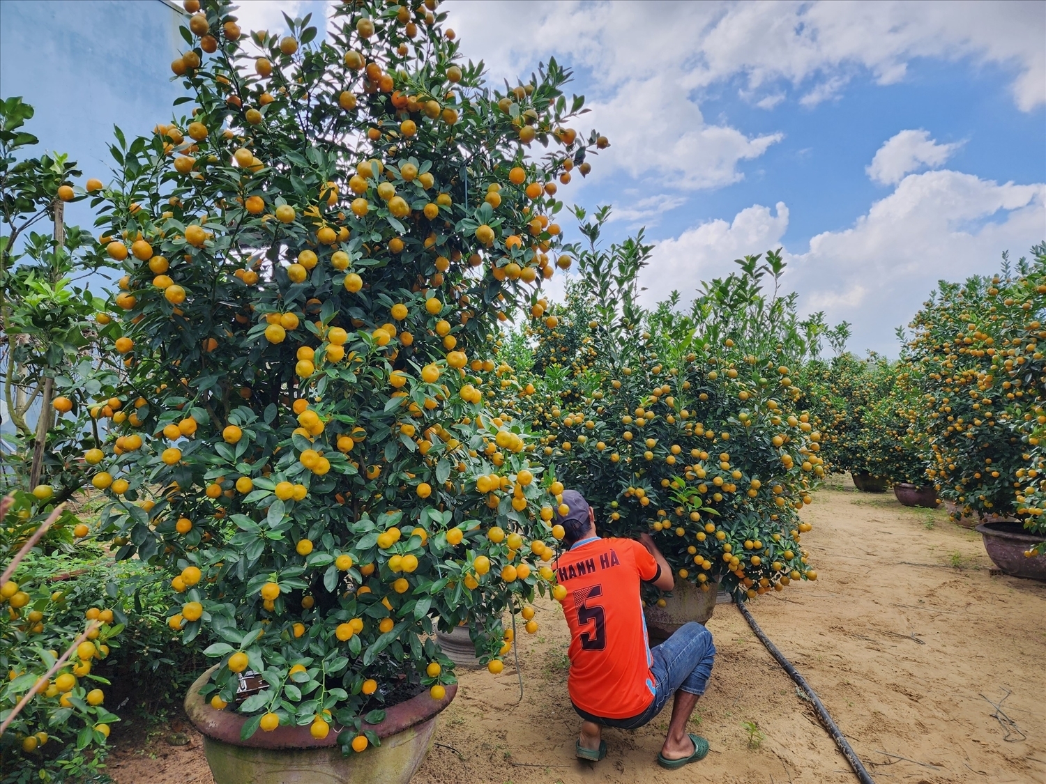Những chậu quất đẹp được các chủ vườn chuẩn bị mang đi tiêu thụ. (Ảnh Huy Trường)