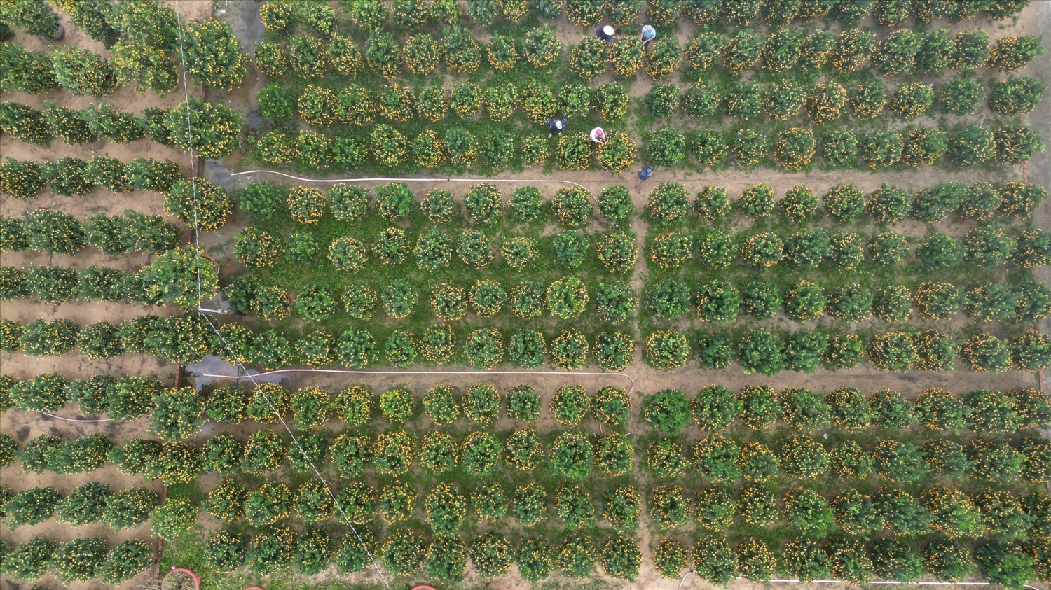 Hội An Tây được xem là thủ phủ quất cảnh ở miền Trung với khoảng 700 hộ trồng. (Ảnh Huy Trường)