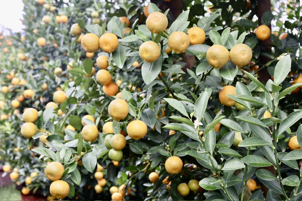 Chậu quất đẹp thường phải đảm bảo các yếu tố quả chín vàng xen lẫn quả xanh, lá to, xanh đậm và dày. (Ảnh Huy Trường)