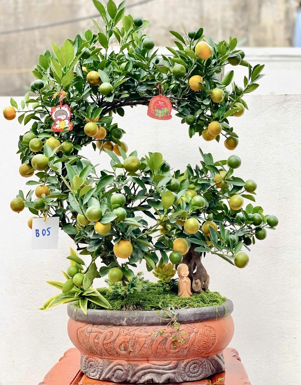 Những chậu quất bonsai đẹp mắt thu hút du khách. (Ảnh Thúy Hoàng)