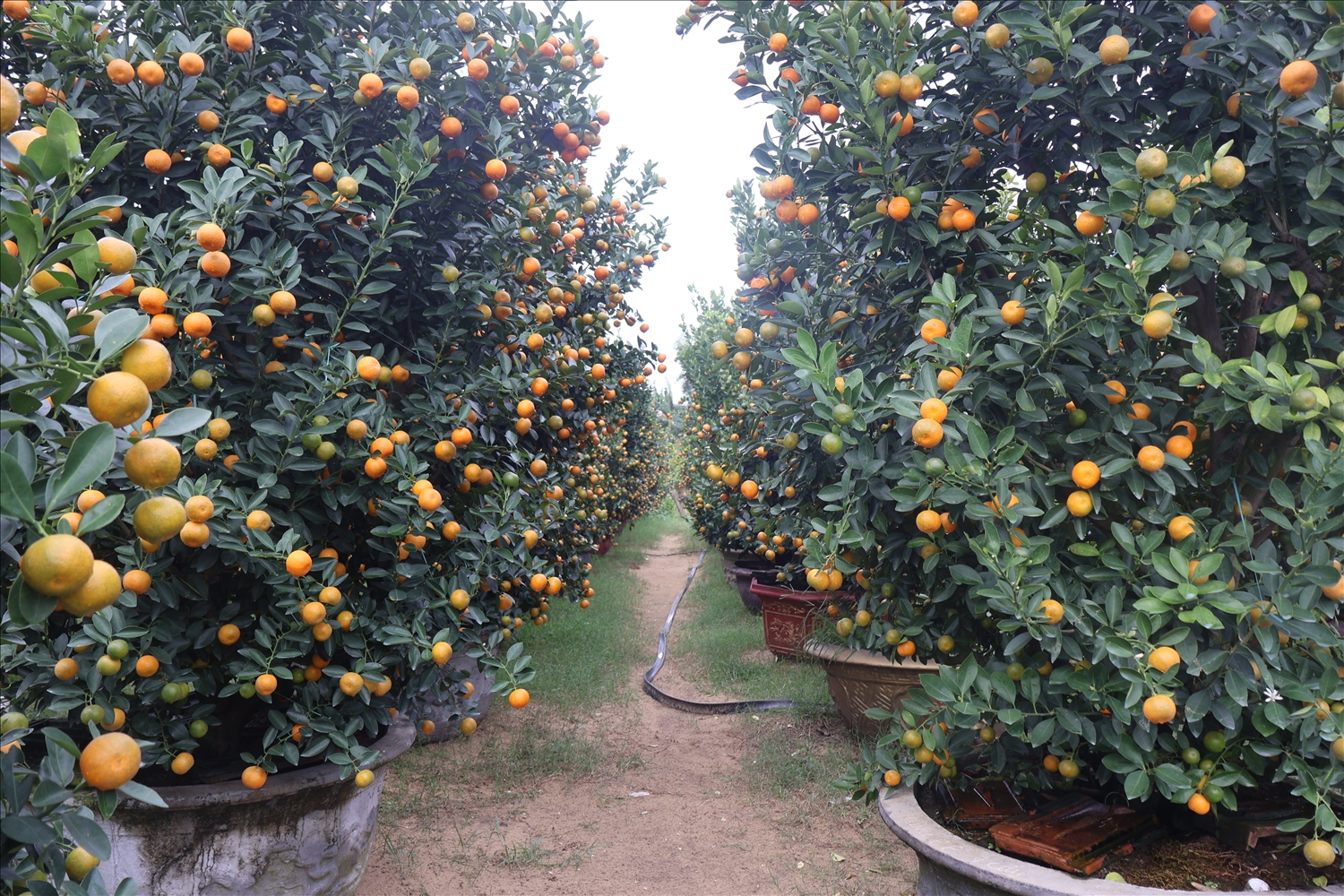 Những chậu quất lớn, có hình dáng đẹp thường có giá từ 1 đến 4 triệu đồng tùy vào hình dáng và kích cỡ. (Ảnh H.Trường)