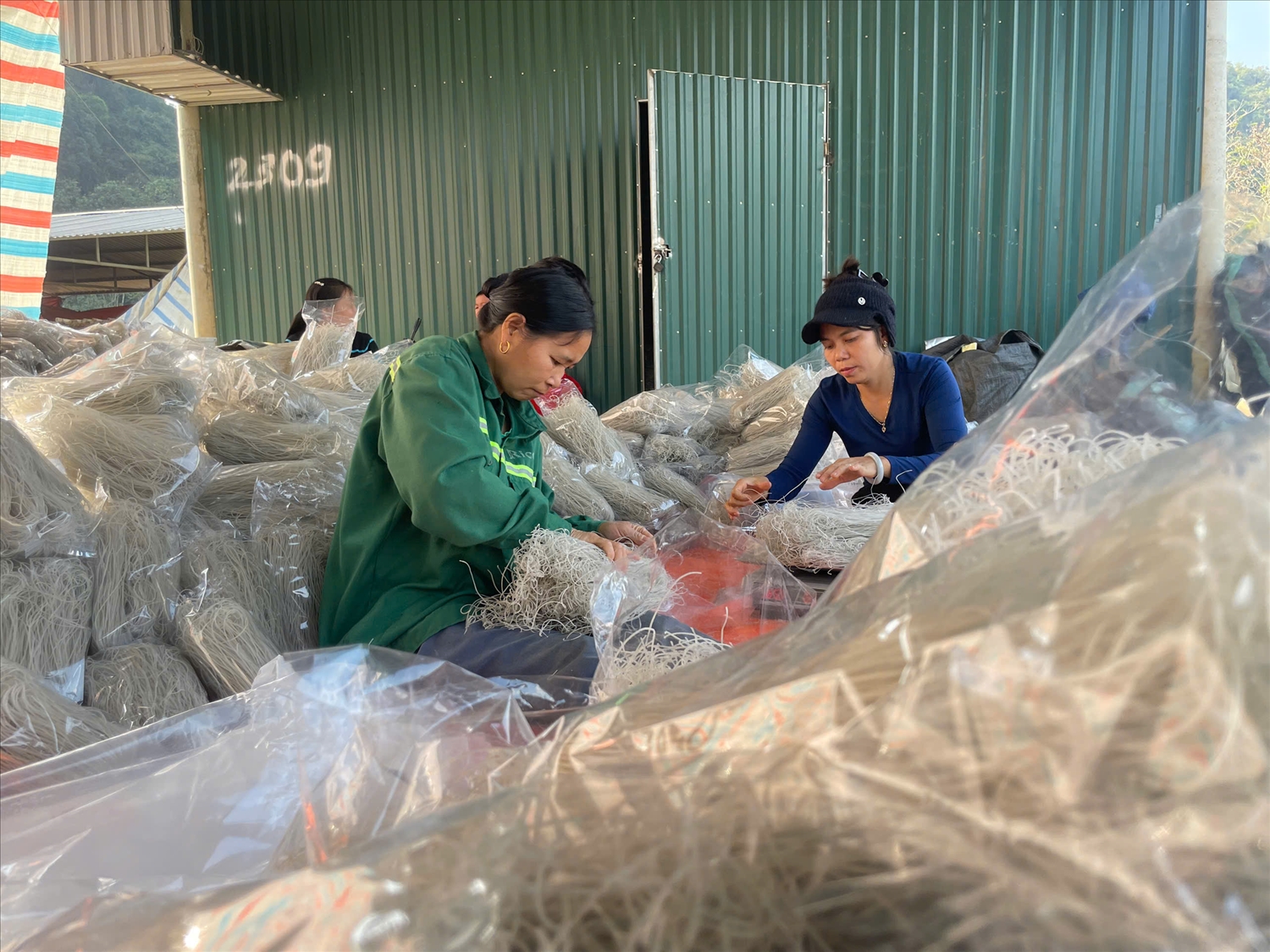 Miến thành phẩm sẽ được đóng gói và xuất ra thị trường