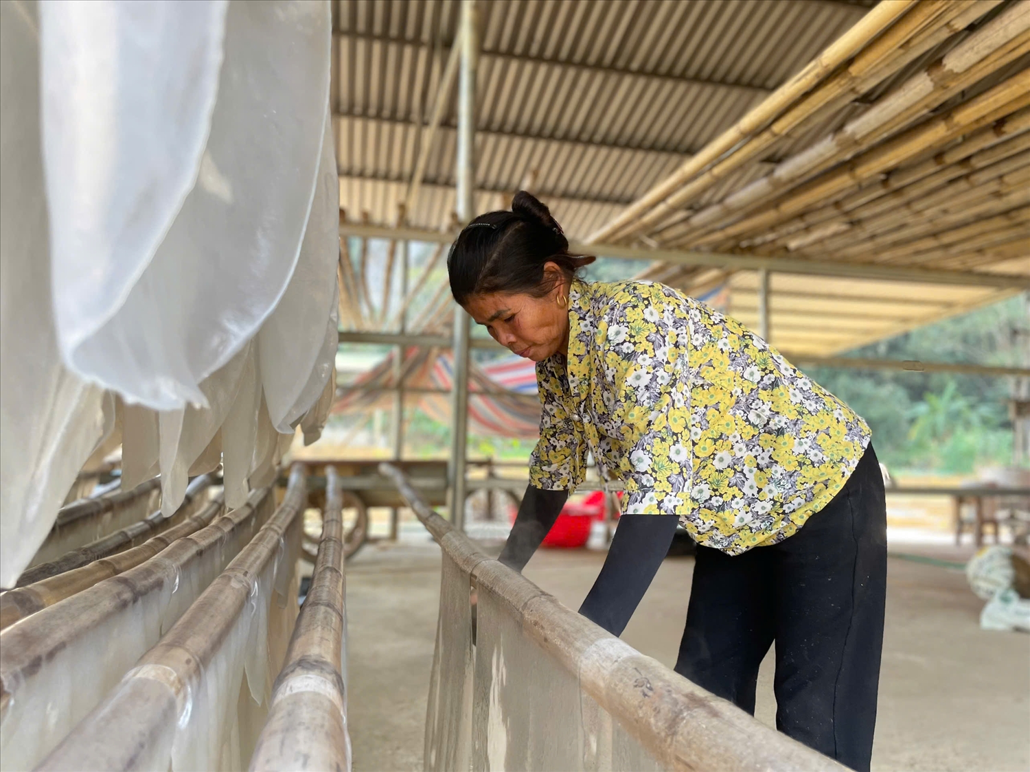 Miến được đem ra phơi.