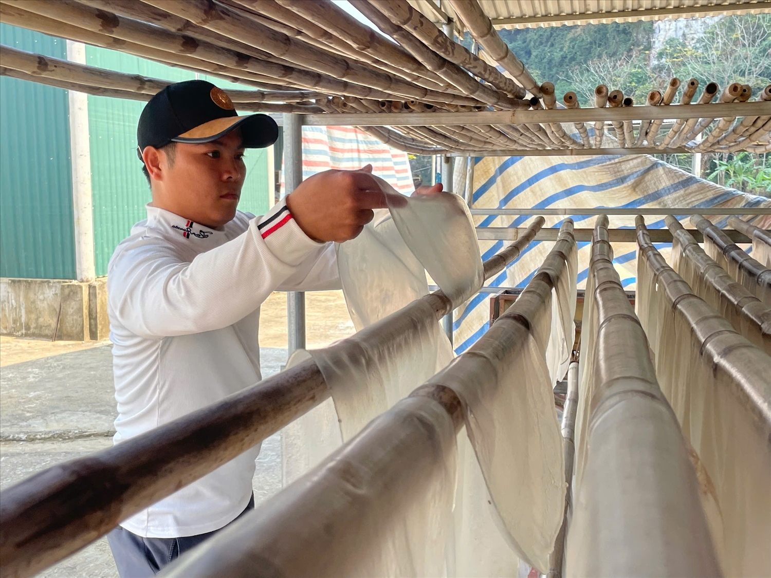 Làng miến dong xã Cẩm Thạch phủ trắng những dàn phên phơi miến những ngày giáp Tết.