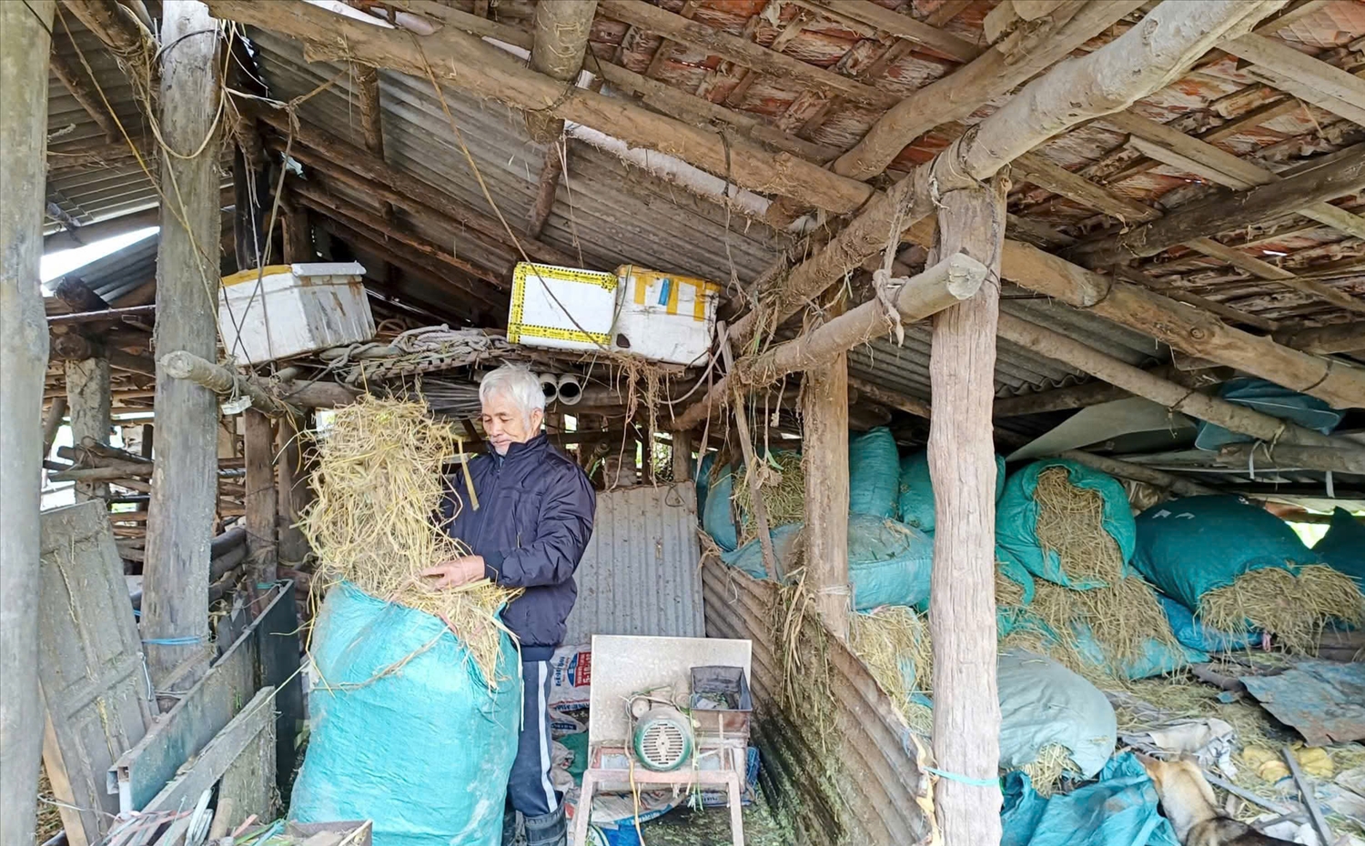 Người dân chủ động dự trữ thức ăn cho đàn gia súc trong thời tiết rét đậm, rét hại