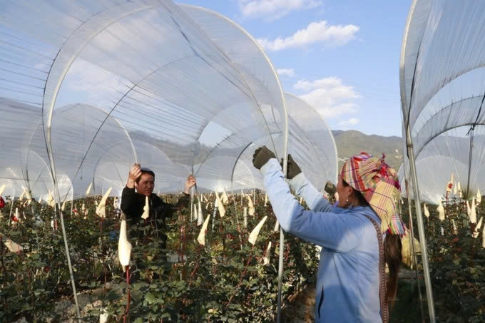Gia đình anh Trần Văn Vĩ, thôn Nậm Khắt, xã Púng Luông (Lào Cai) lắp đặt hệ thống che phủ bằng nilon để bảo vệ cây hoa hồng.Ảnh:TTXVN