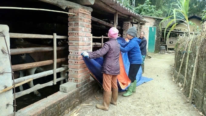 Người dân xã Lục Hồn, tỉnh Quảng Ninh che bạt tránh gió cho đàn gia súc. Ảnh: TTXVN