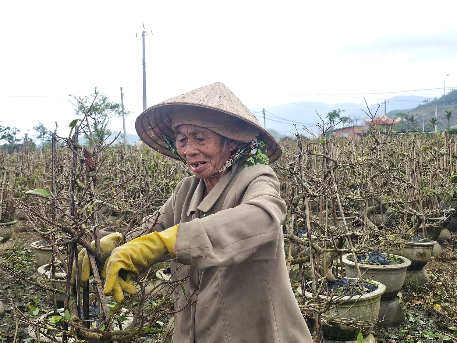 Dù bị hư hại nhiều do bão lũ nhưng người dân vẫn kỳ vọng giá bán mai tăng để vớt vát được phần nào. (Ảnh: T.N)