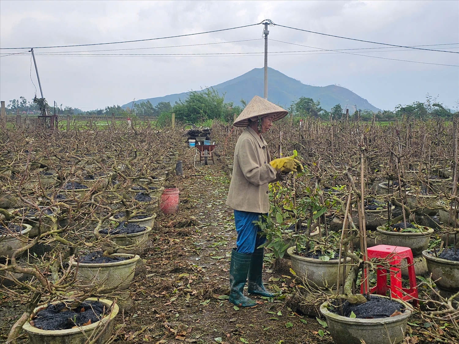 Nông dân ở thủ phủ mai vàng miền Trung đang tất bật chăm sóc mai để kịp Tết. (Ảnh: T.N)