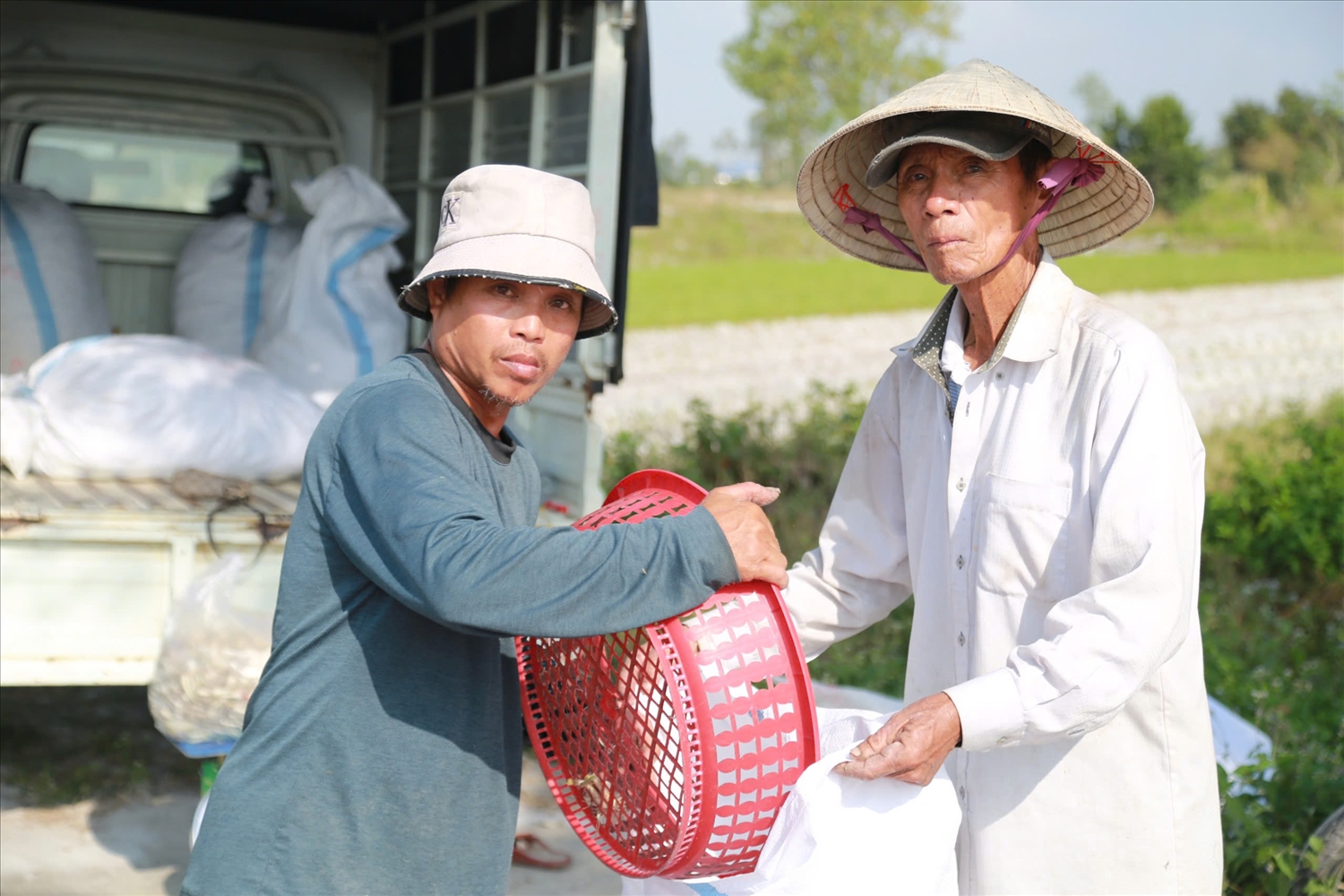 Mỗi hộ gia đình có thể thu nhập hàng chục triệu đồng từ vụ kiệu Tết. (Ảnh TS)