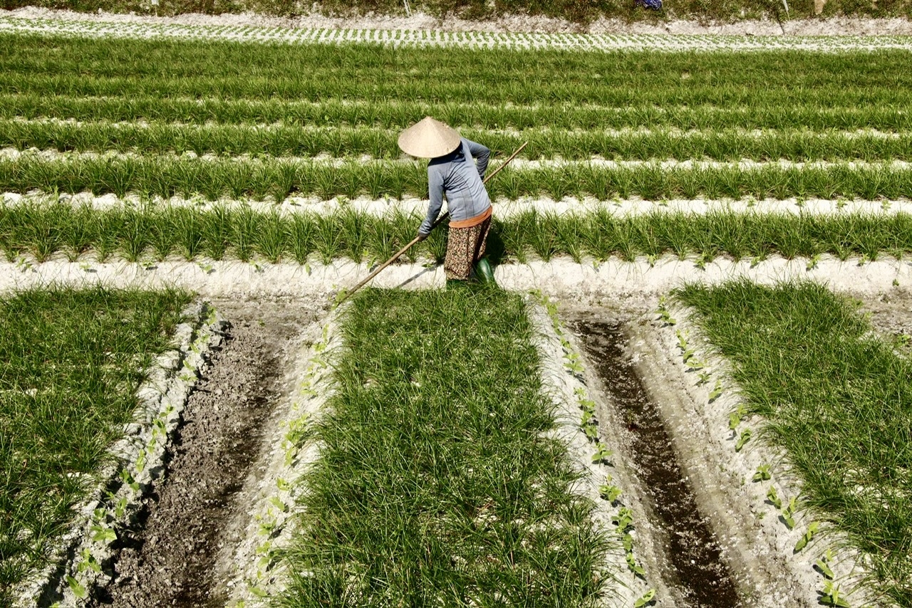 Kiệu thường được người dân xuống giống từ đầu tháng 7 âm lịch, khoảng hơn 4 tháng sau thì cho thu hoạch. (Ảnh TN)