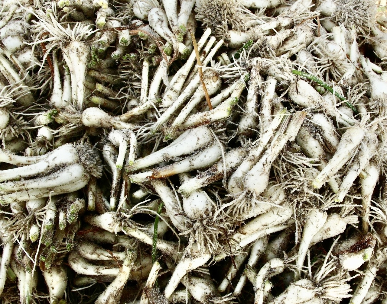 Với giá khoảng 30.000 đồng mỗi kg, người dân thu về hơn 10 triệu đồng mỗi sào kiệu. (Ảnh TN)