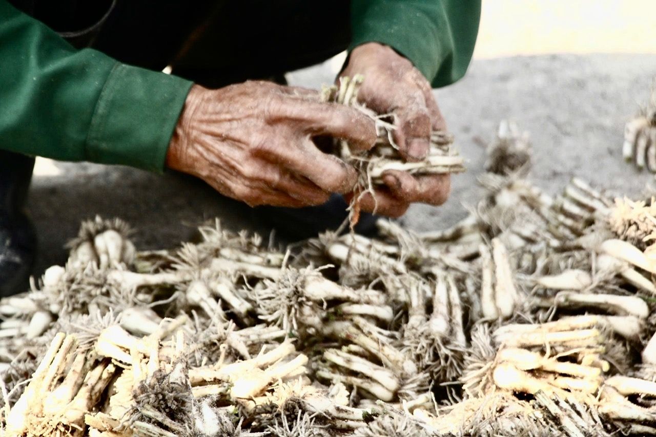 Kiệu được các thương lái đặt mua từ sớm, với giá cao hơn năm ngoái. (Ảnh ST)