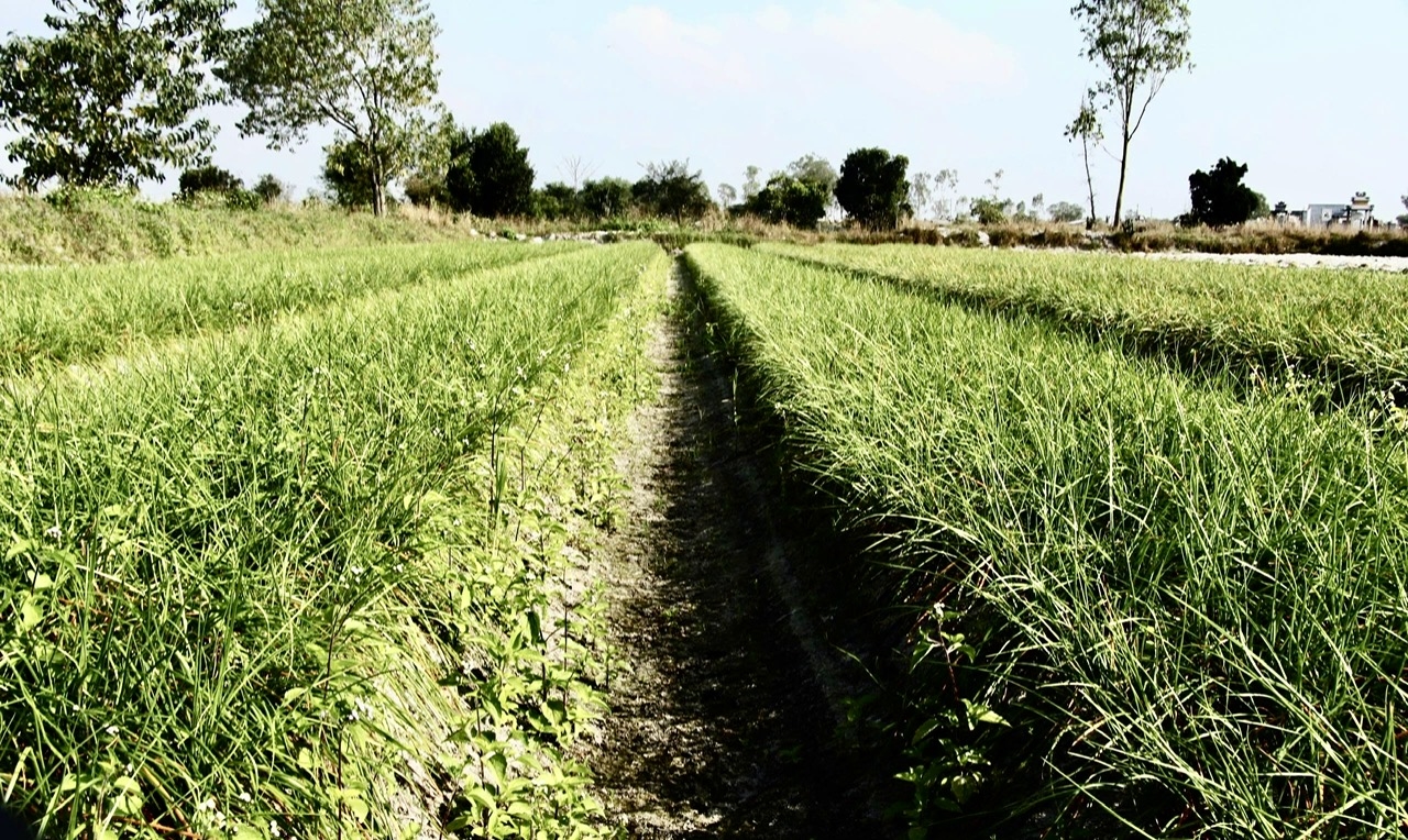 Thăng Bình là một trong những thủ phủ kiệu của Đà Nẵng. (Ảnh T.N)