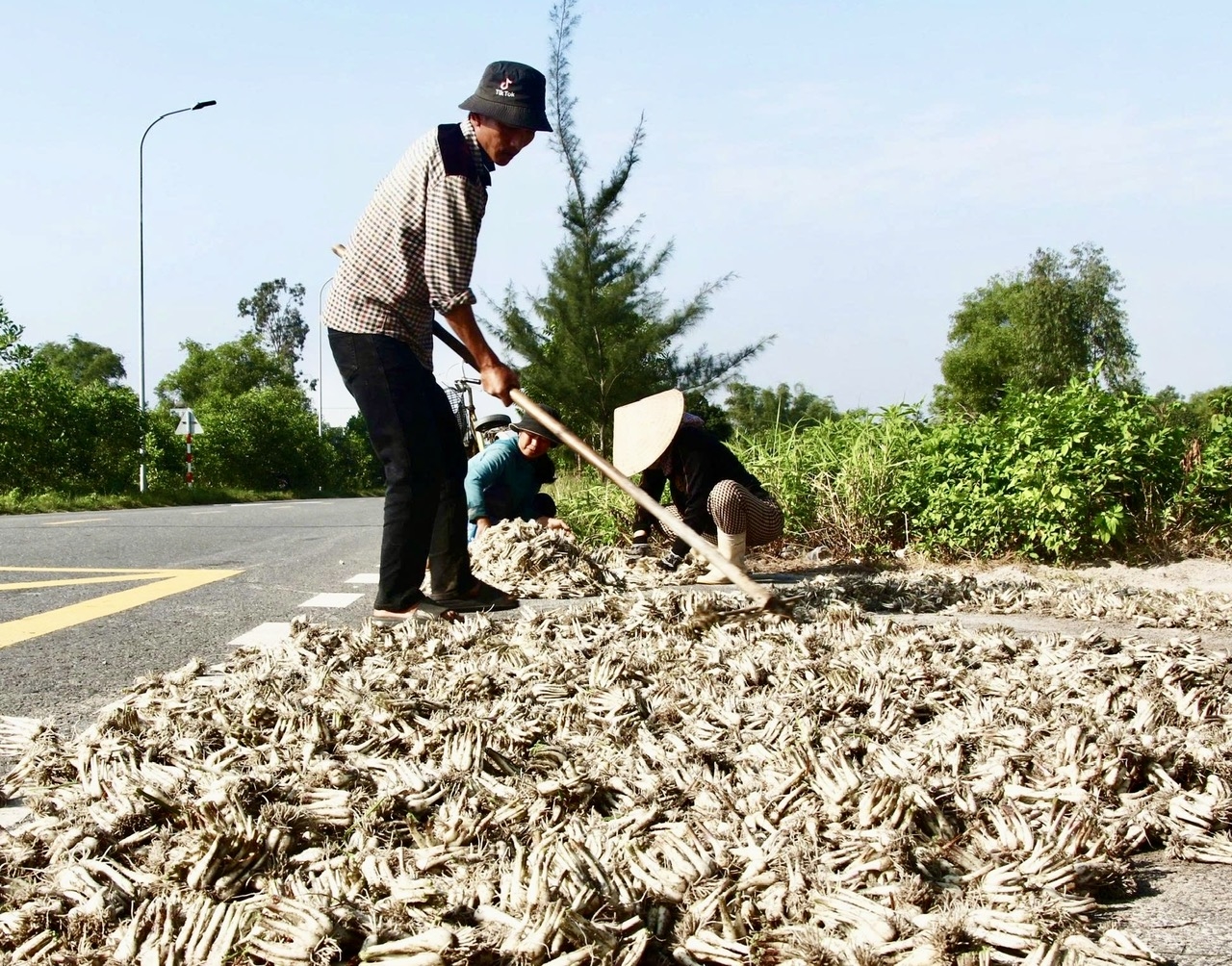 Kiệu được làm sạch đất trước khi bán cho thương lái. (Ảnh TN)