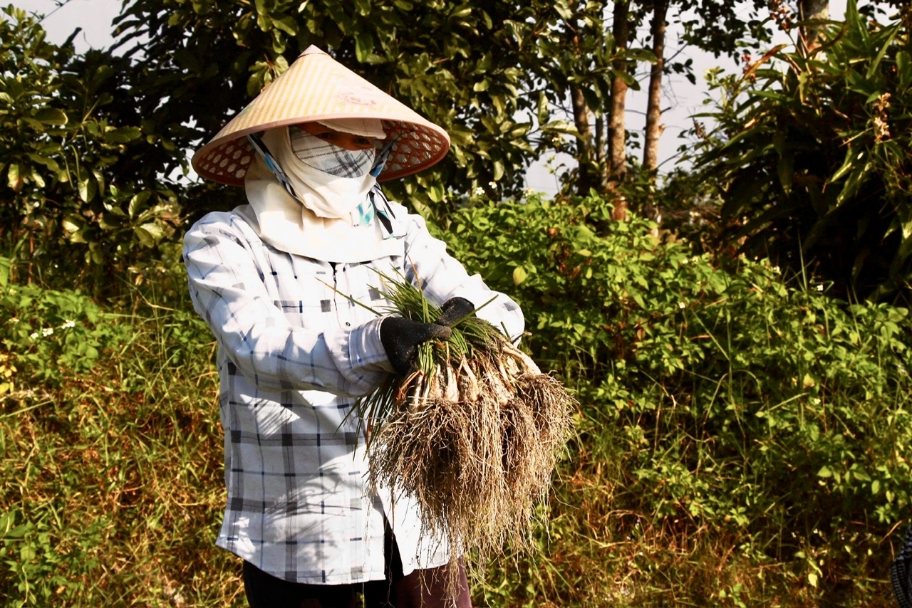 Tranh thủ những ngày nắng, nông dân thu hoạch kiệu để bán cho thương lái. (Ảnh ST)