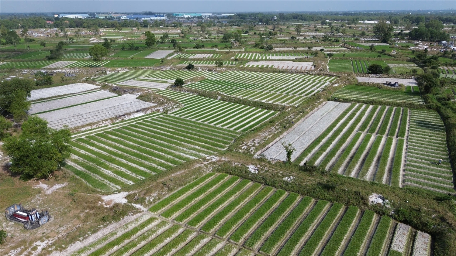 Thăng Bình được mệnh danh thủ phủ kiệu ở Đà Nẵng, với diện tích trồng khoảng `20ha. (Ảnh NT)