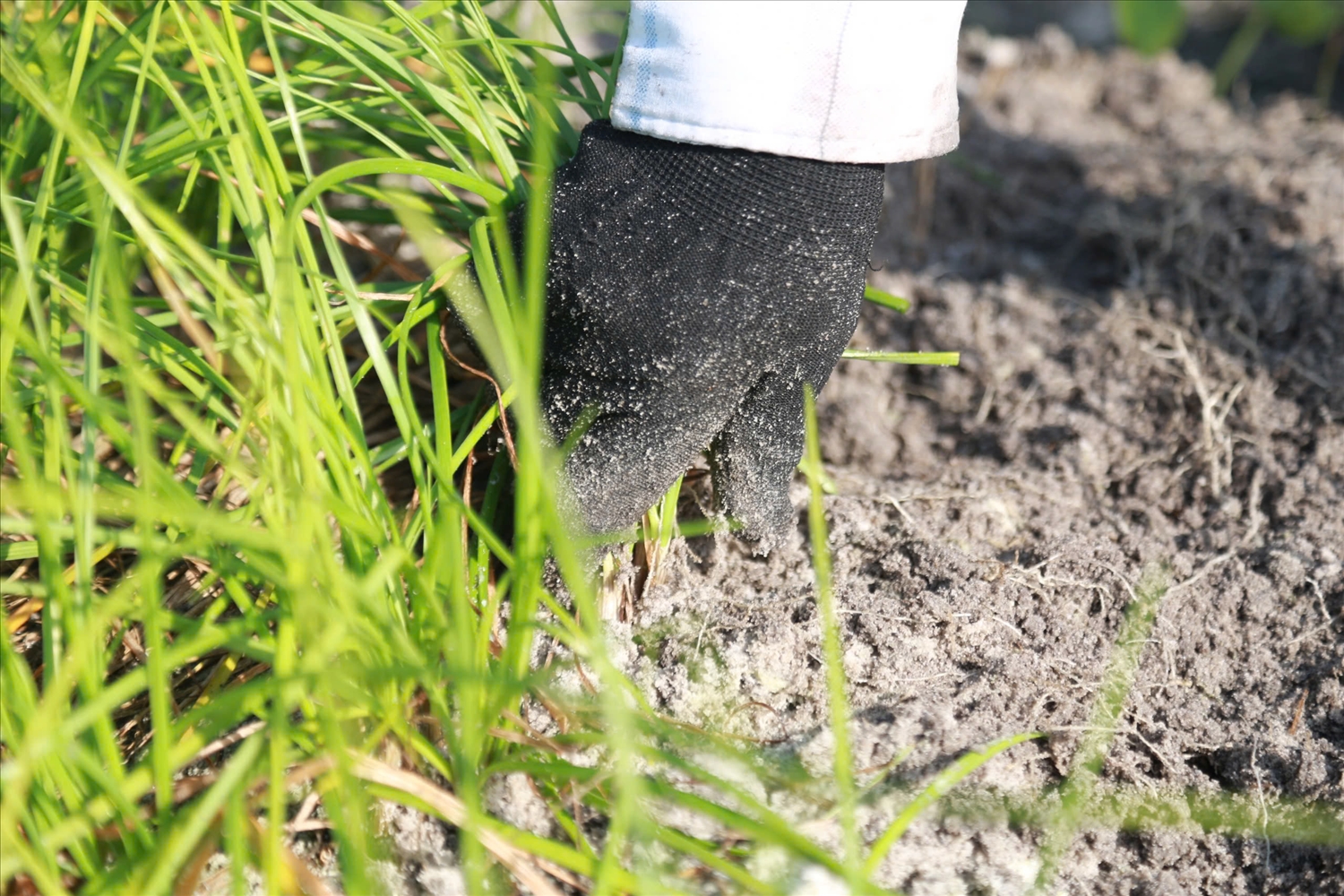 Với 6 sào kiệu trong vụ này, bà Thủy nhẩm tính thu về hơn 40 triệu sau khi trừ chi phí. (Ảnh ST)