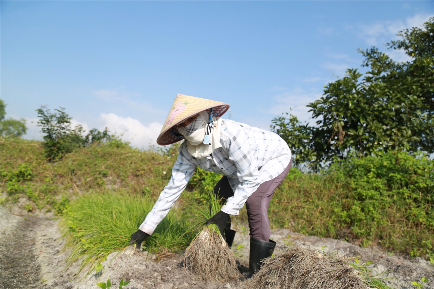 Bà Trần Thị Thủy vui mừng vì kiệu năm nay được mùa, được giá. (Ảnh TN)