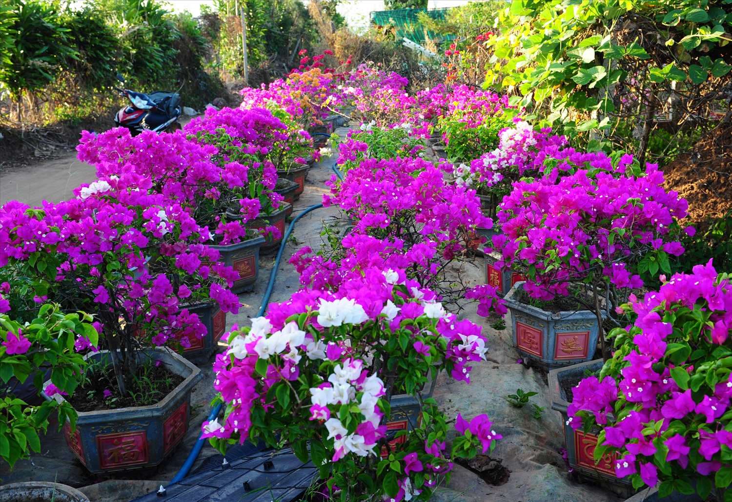 Hoa giấy rực rỡ khoe sắc của nhà vườn sẵn sàng đón Tết.