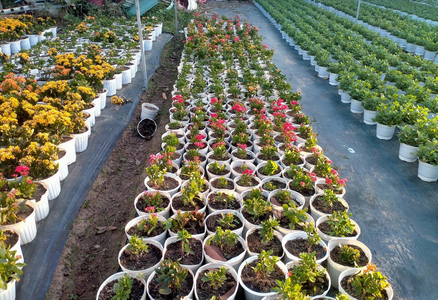 Những chậu hoa chờ đến ngày xuất ra thị trường