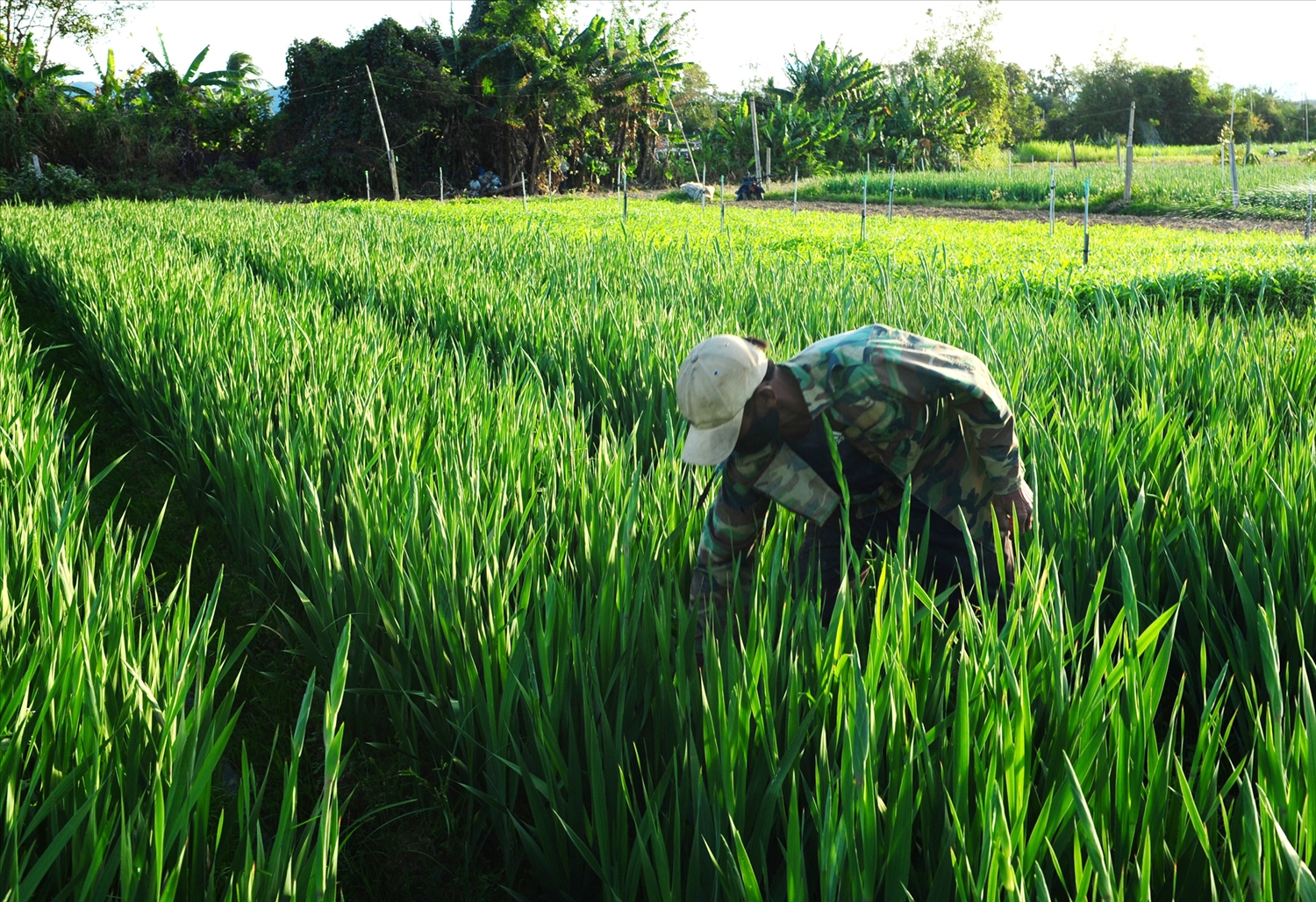Những luống hoa huệ chuẩn bị ra bông.