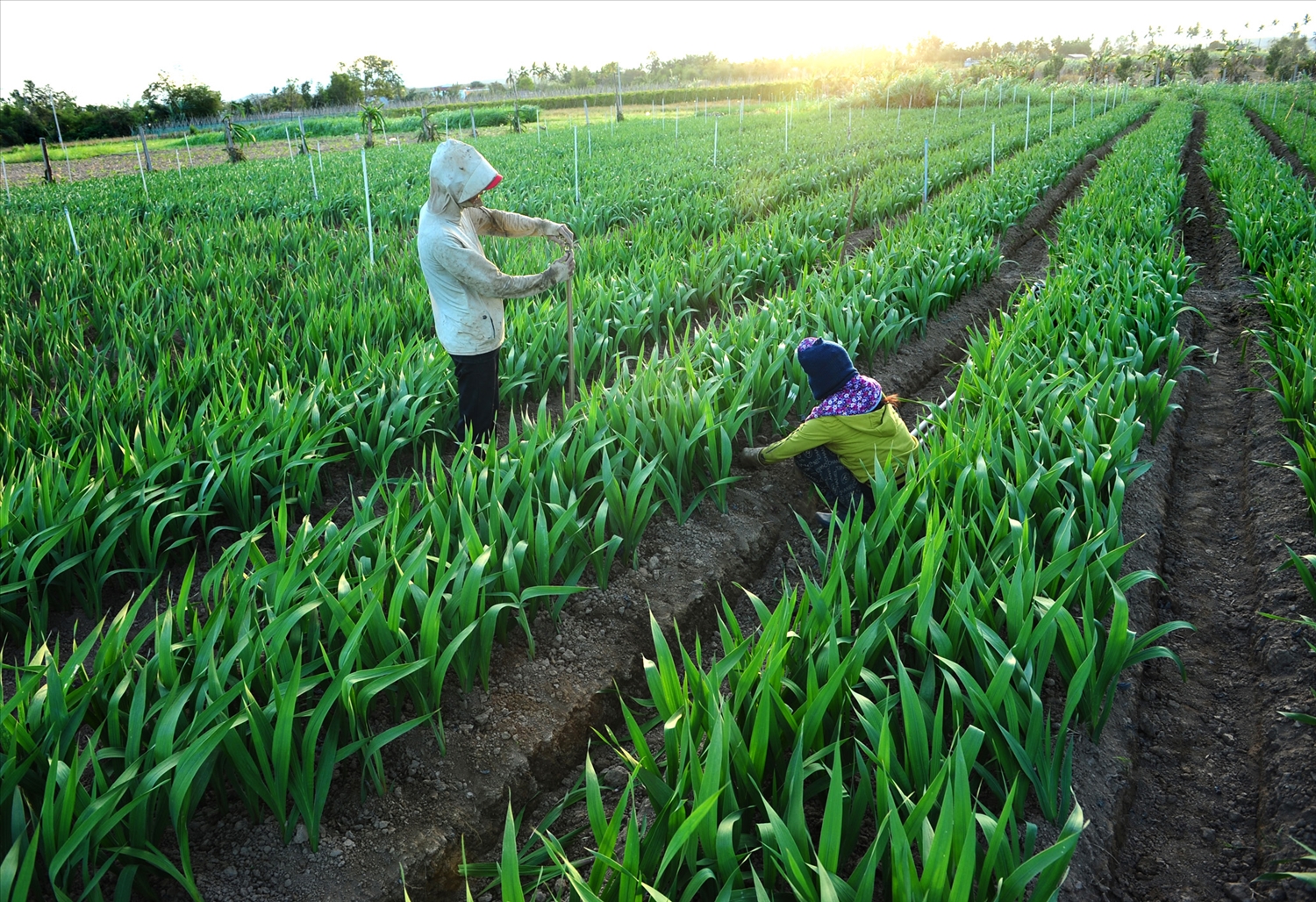 Vườn dơn nhà cô Trực, ở phường Đăk Bla hàng ngày chăm sóc vun trồng.