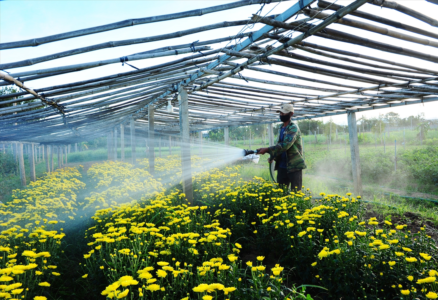 Vườn hoa cúc nhà anh Nguyễn Hải Hùng, phường Kon Tum