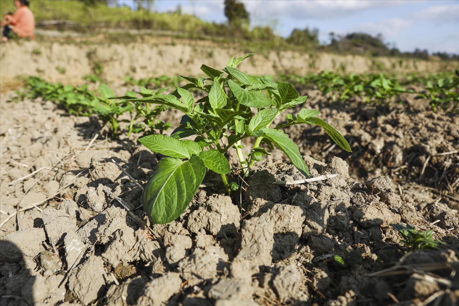 Hơn một tháng sau gieo trồng, khoai tây phát triển tốt, phù hợp với thổ nhưỡng, khí hậu địa phương
