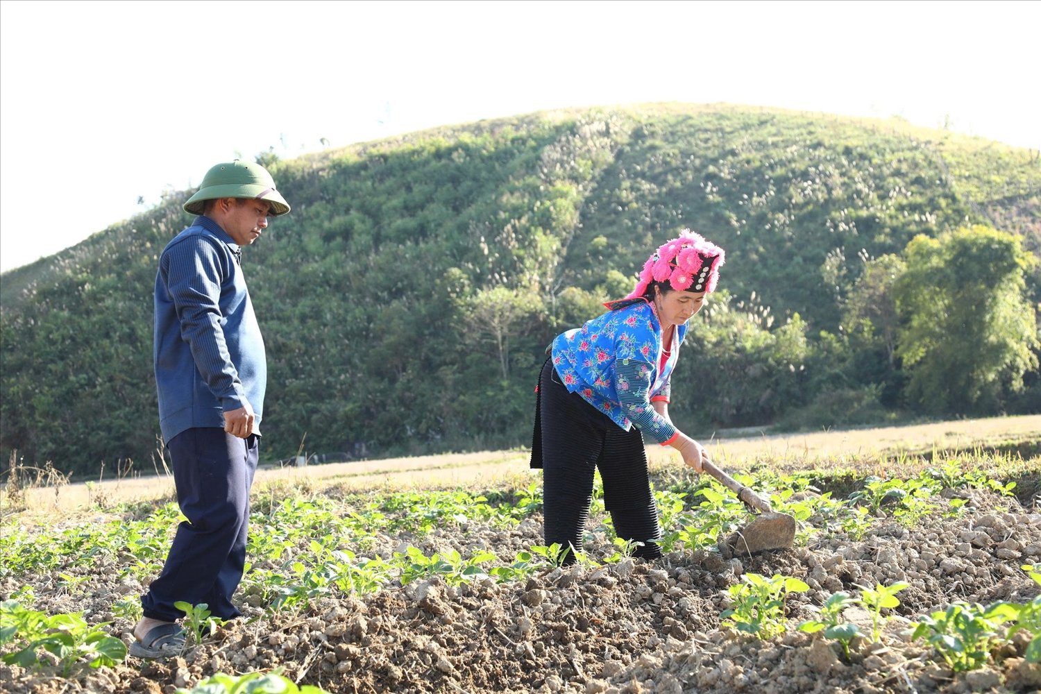 Người dân bản Háng Lìa A chăm sóc khoai tây