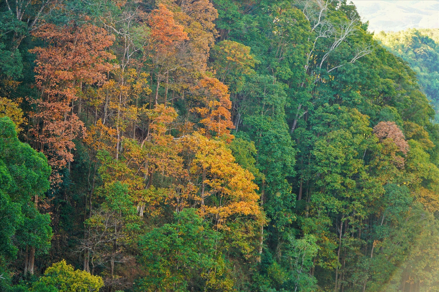 Mùa thay lá của rừng bằng lăng chỉ trong thời gian ngắn và mỗi năm chỉ xuất hiện một lần. (Ảnh: N.C)