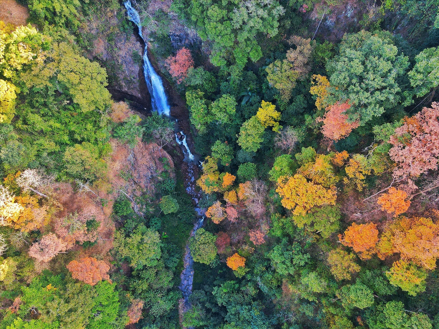 Rừng bằng lăng thay lá, mang vẻ đẹp hoang sơ và hùng vĩ của núi rừng Tây Nguyên. (Ảnh: N.C)