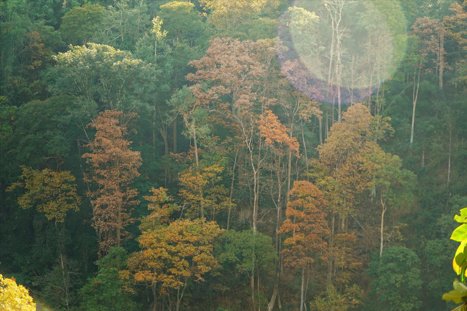 Sáng sớm, ánh nắng xuyên qua tán rừng làm nổi bật từng mảng màu lá. (Ảnh: N.C)