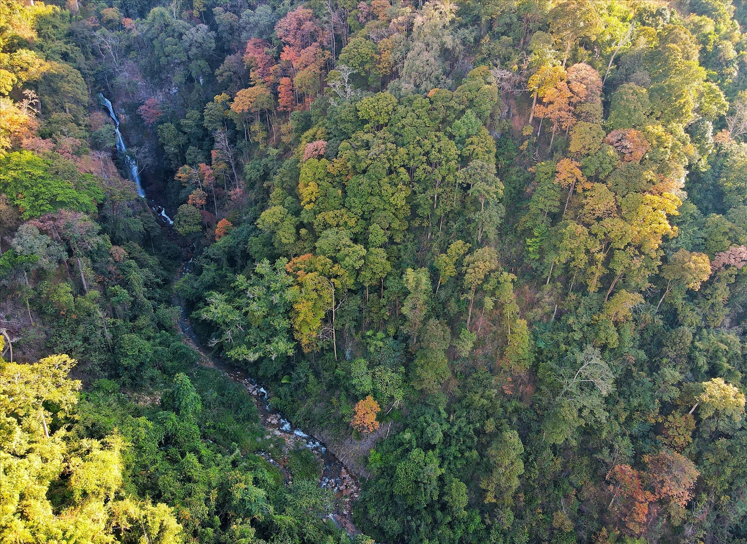 Cánh rừng bằng lăng đang mùa thay lá phân bố dọc theo khe suối chảy dưới chân cầu Đăk Rve, thuộc địa phận xã Đăk Rve. (Ảnh: N.C)