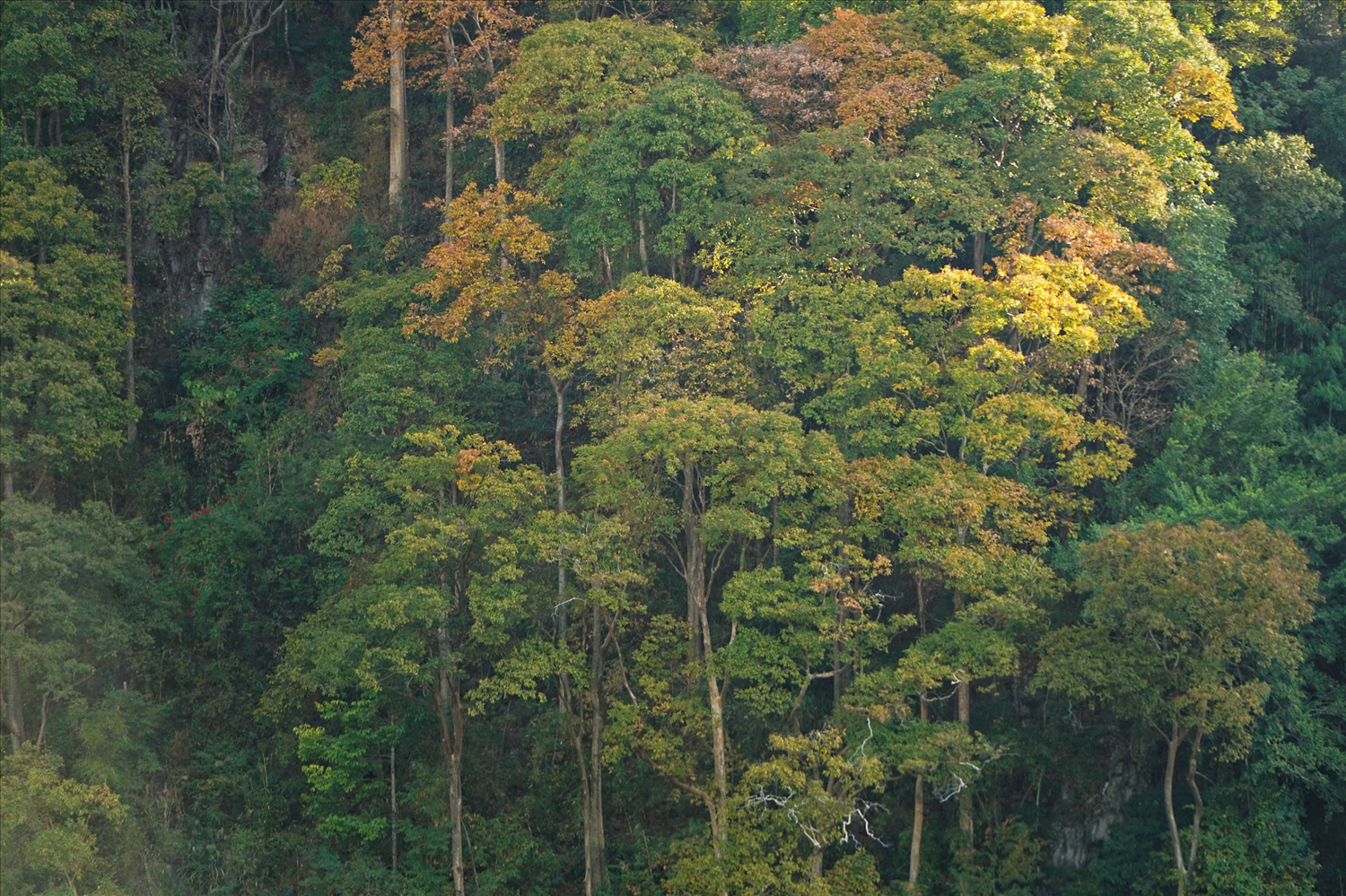Những thân cây bằng lăng cao, thẳng tắp vươn lên từ sườn núi đang mùa thay lá. (Ảnh: N.C)
