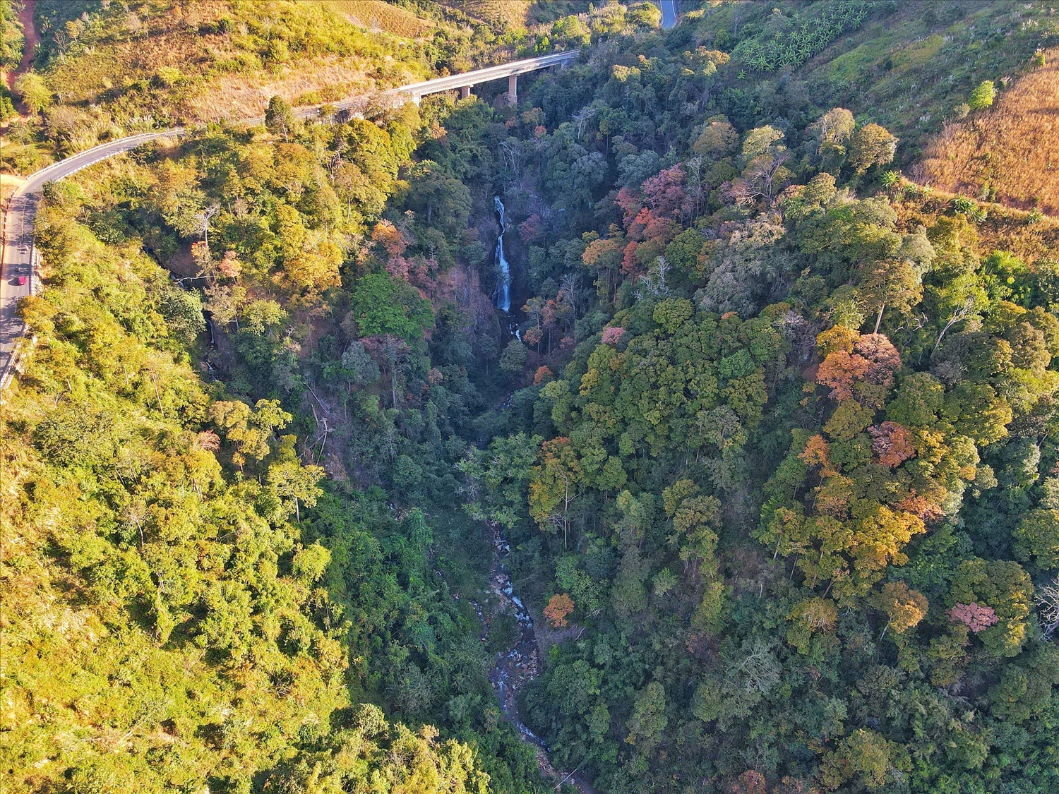 Khung cảnh rừng bằng lăng vào mùa thay lá đã trở thành điểm nhấn bất ngờ trong hành trình đến với Khu du lịch sinh thái Măng Đen. (Ảnh: N.C)