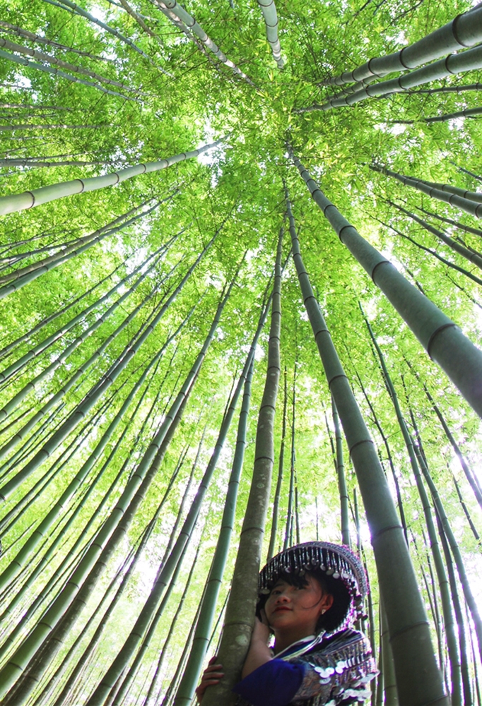 Cây trúc vật liệu không thể thiếu khi đan lu cở