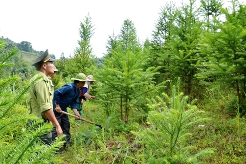 Nghị định số 42 sẽ tăng gấp đôi mức hỗ trợ kinh phí để phát triển sinh kế, cải thiện đời sống người dân vùng đệm của các khu rừng đặc dụng (Ảnh TL)