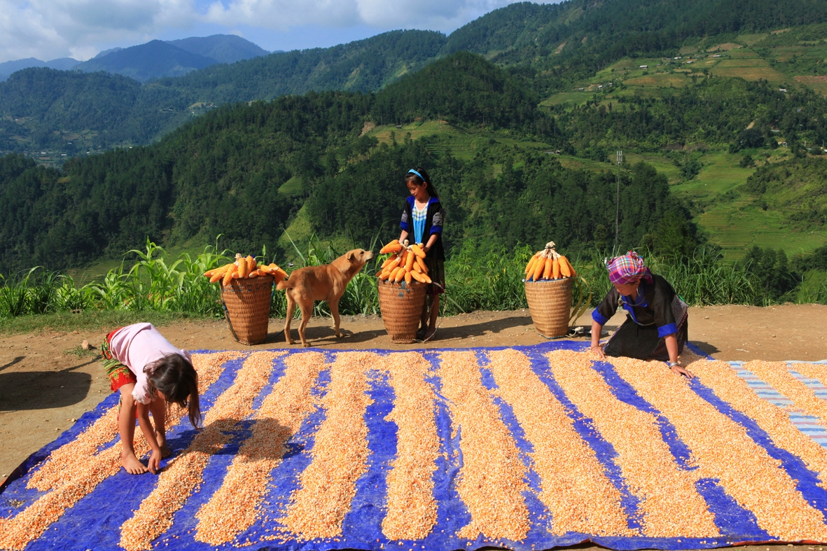 (PS Ảnh PV)Lu Cở - Biểu tượng văn hóa, nét đẹp trong cuộc sống của Phụ nữ Mông Tây Bắc 5