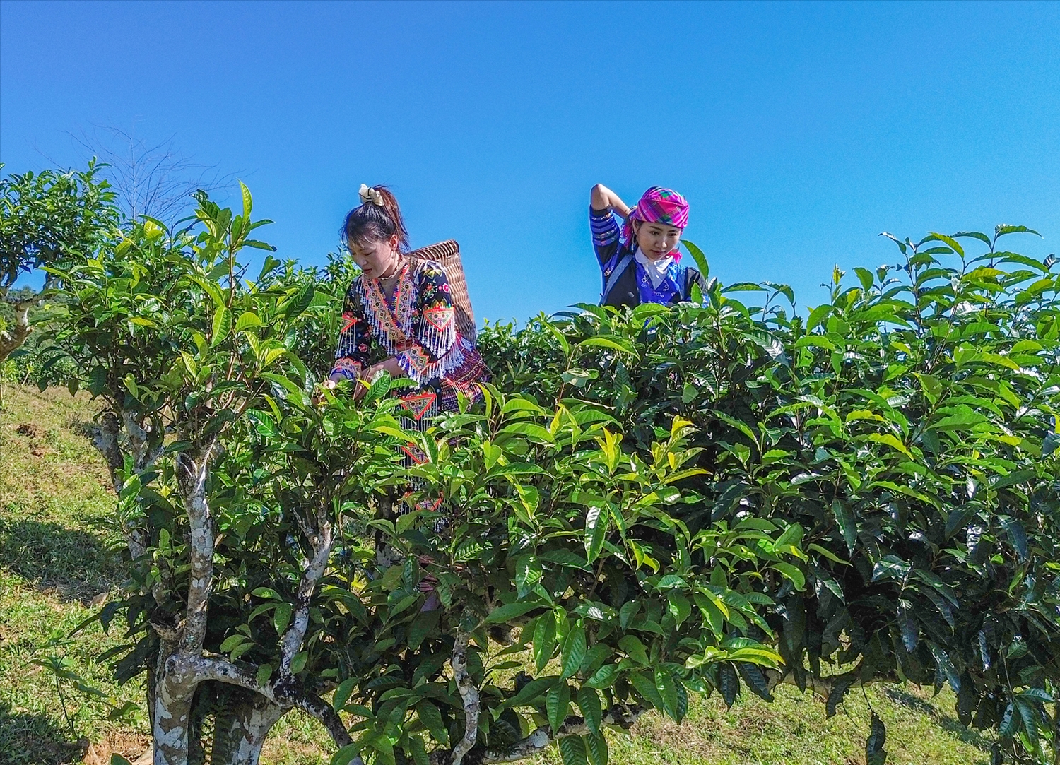 (PS Ảnh PV)Lu Cở - Biểu tượng văn hóa, nét đẹp trong cuộc sống của Phụ nữ Mông Tây Bắc 7