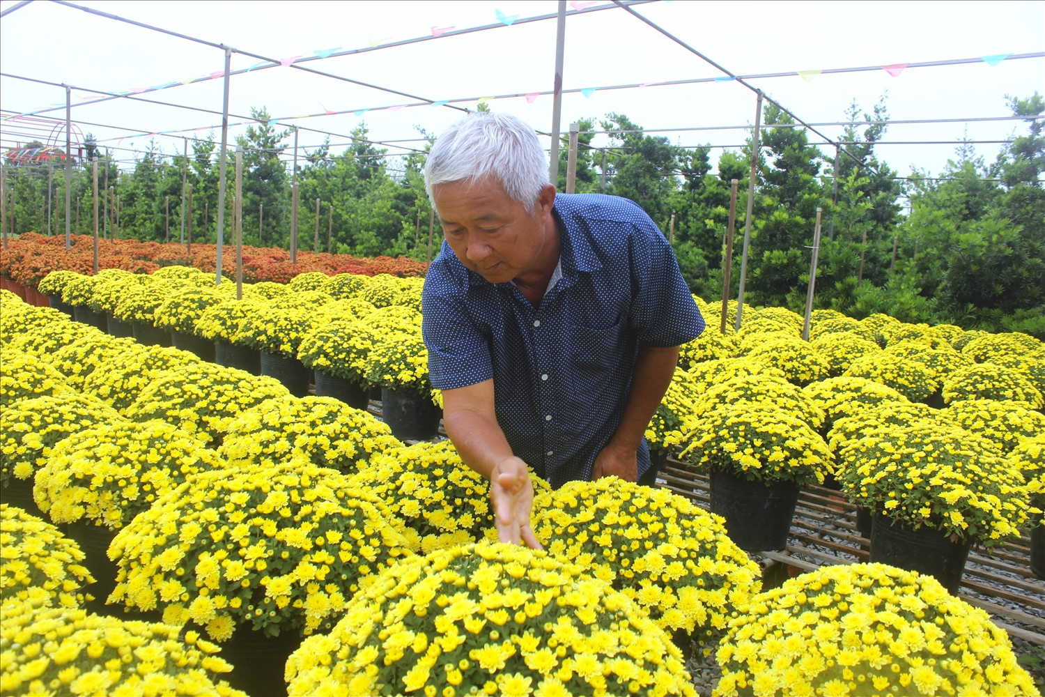 Ông Trần Hữu Tài chăm sóc từng bông hoa với tất cả tình yêu.