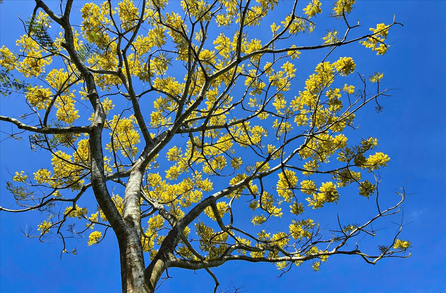 Những bông hoa phượng vàng khoe sắc