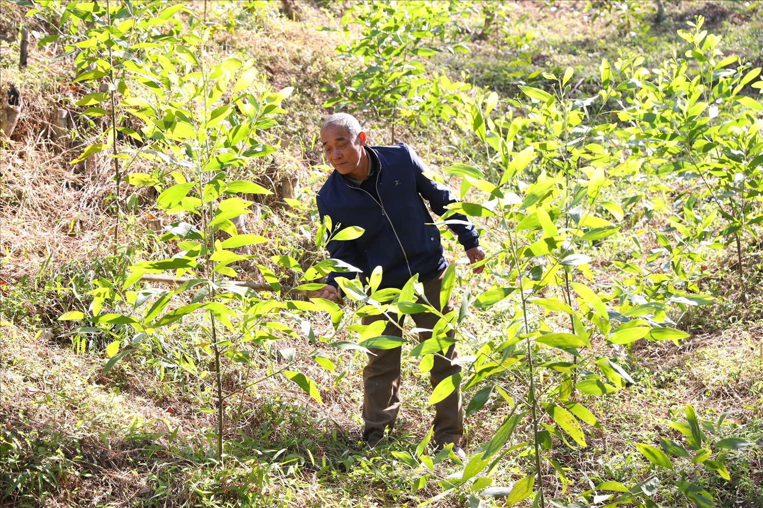 Người dân phát triển kinh tế đồi rừng mang lại giá trị kinh tế