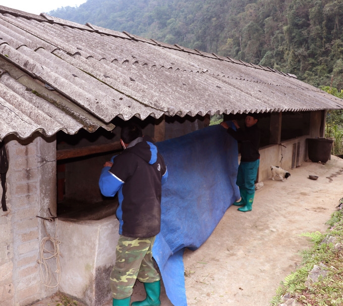 Những hộ dân người Dao ở xã vùng cao Tuyên Quang tăng cường chống rét cho vật nuôi.Ảnh: ITN