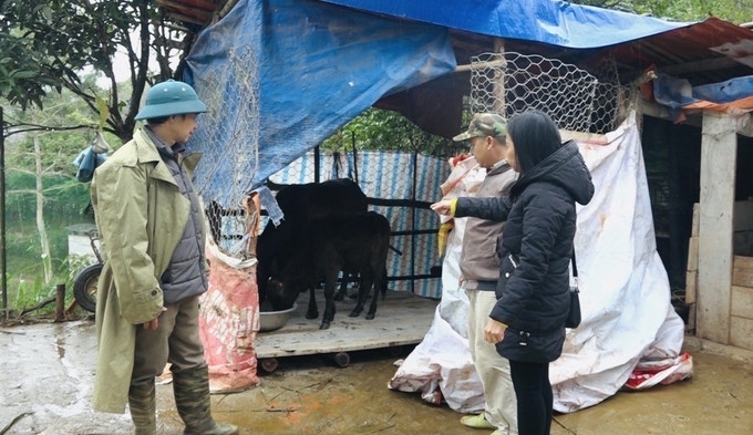 Cán bộ xã Bạch Đằng (Cao Bằng) kiểm tra công tác phòng chống rét cho đàn gia súc trên địa bàn. Ảnh: Chu Hiệu/TTXVN