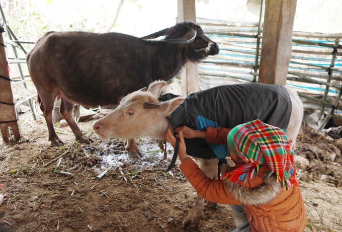 Người dân xã Sìn Hồ, tỉnh Lai Châu căng bạt, cuốn vải phòng chống rét cho gia súc nơi có nền nhiệt độ xuống 1-3 độ C về đêm. Ảnh: ITN