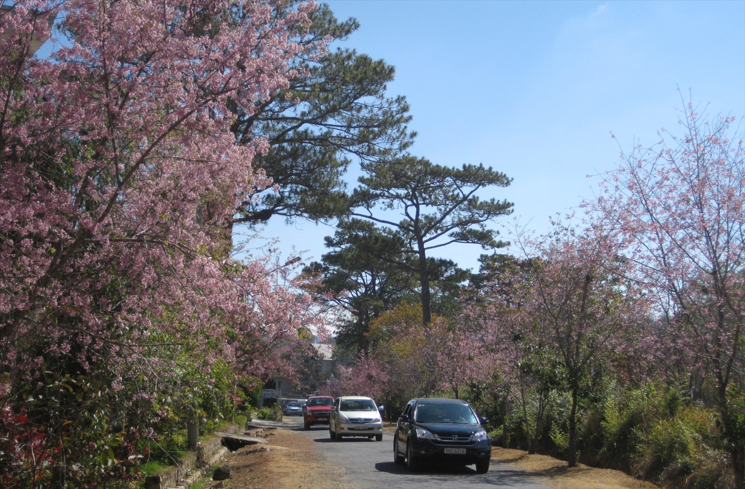 Những con đường Mai anh đào khi Đà Lạt vào Xuân (Ảnh: Thanh Dương Hồng)