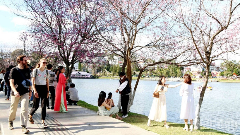 Hoa Mai anh đào từ lâu được ví là sứ giả mùa xuân Đà Lạt (Ảnh MH)